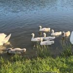 Апел грађанима да храњењем лабудова на Шумаричком језеру исте угрожавају 